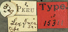 Image of Vehilius inca Scudder 1872