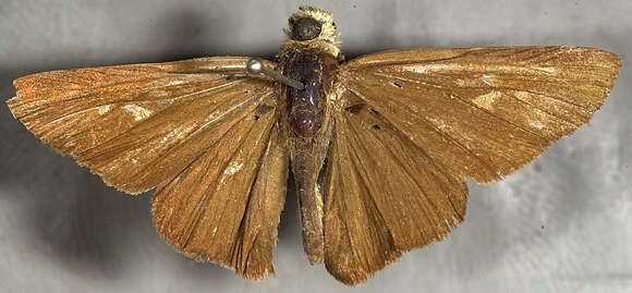 Image of Hecebolus skipper