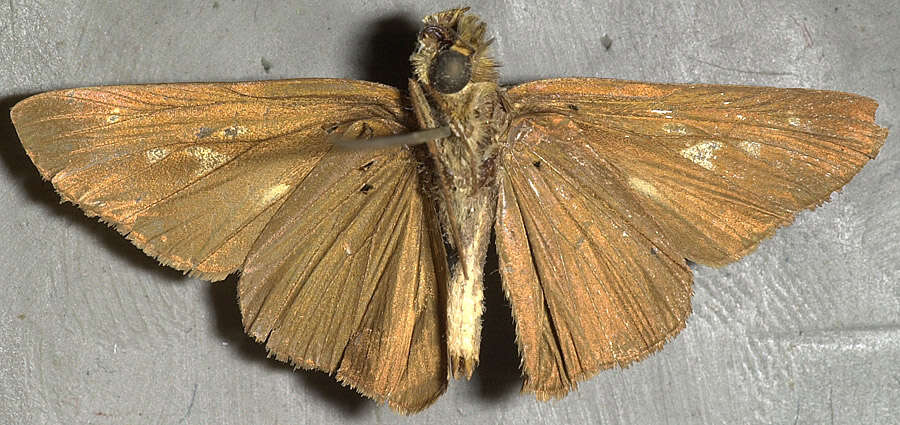 Image of Hecebolus skipper