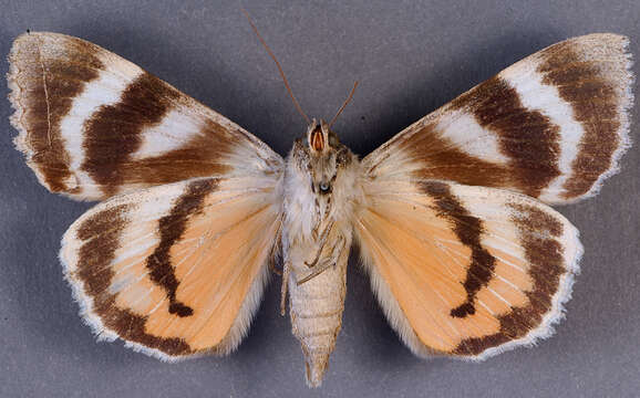 Image of Joined Underwing