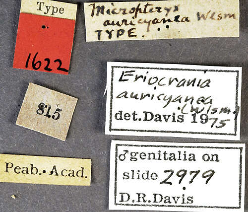 Image of Dyseriocrania auricyanea Walsingham 1882