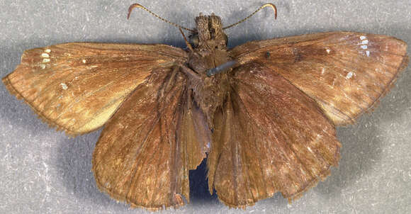 Image of Zarucco Duskywing