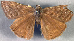 Image of Erynnis propertius Scudder & Burgess 1870