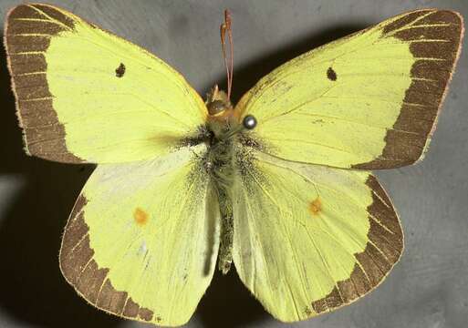 Imagem de <i>Colias philodice eriphyle</i>