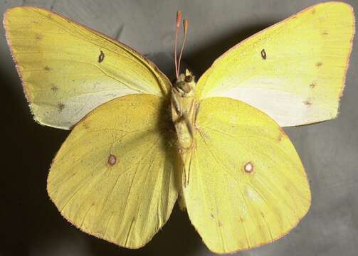 Imagem de <i>Colias philodice eriphyle</i>