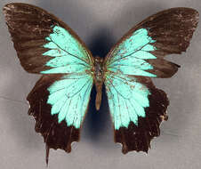 Image of Mountain Swallowtail