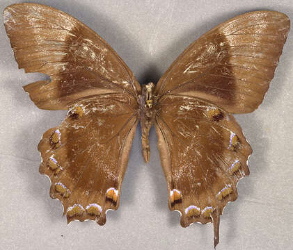 Image of Mountain Swallowtail