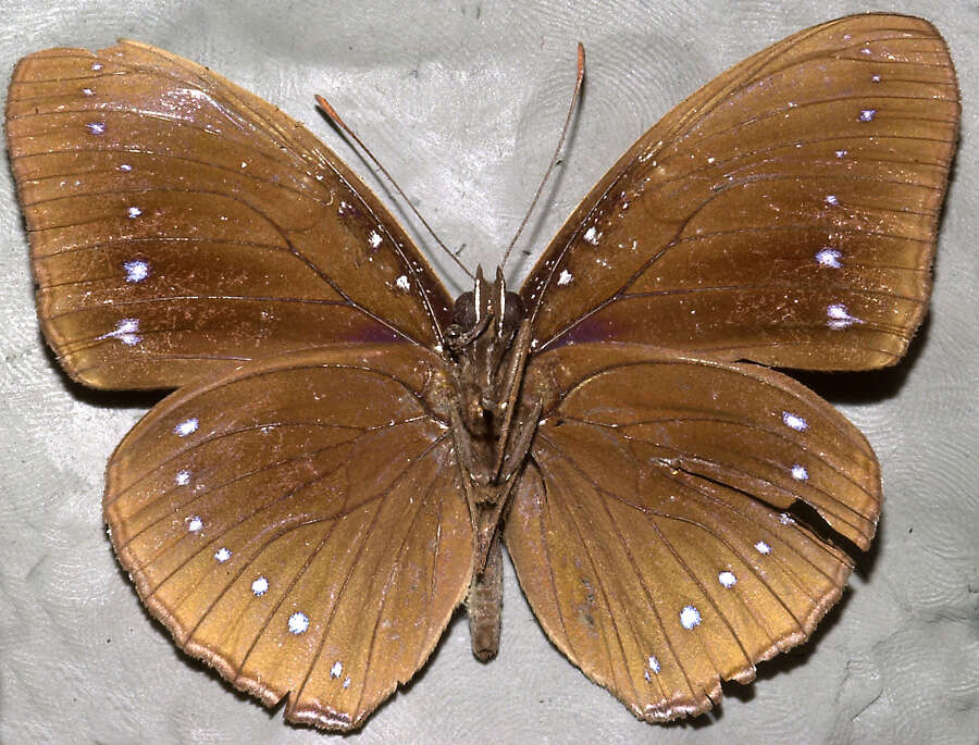 Image of Hypolimnas pithoeka fumosus Joicey & Noakes 1915