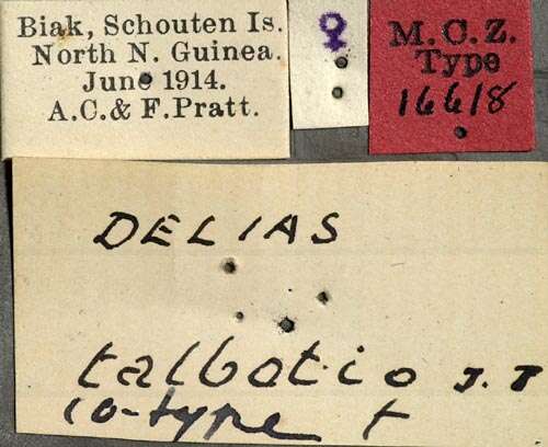 Image of Delias talboti Joicey & Noakes 1915