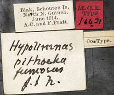 Image of Hypolimnas pithoeka fumosus Joicey & Noakes 1915
