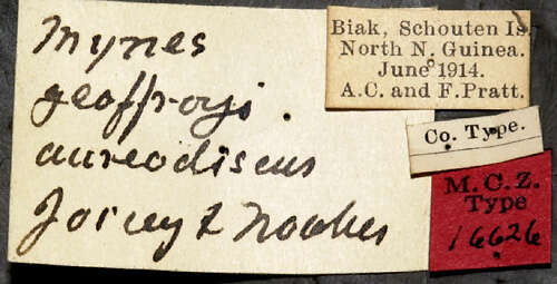 Image of Mynes geoffroyi aureodiscus Joicey & Noakes 1915