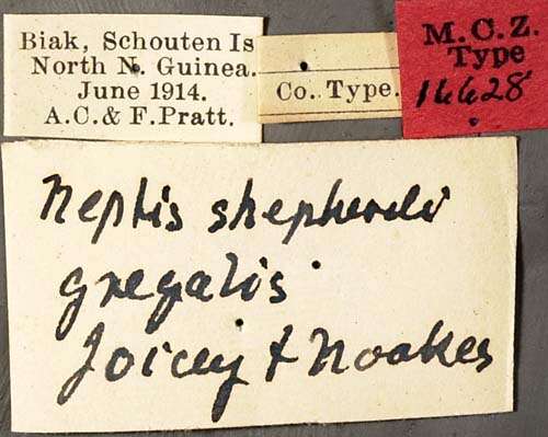 Image of Phaedyma shepherdi gregalis Joicey & Noakes 1915