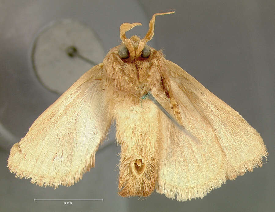 Image of Spiny Oak-Slug Moth