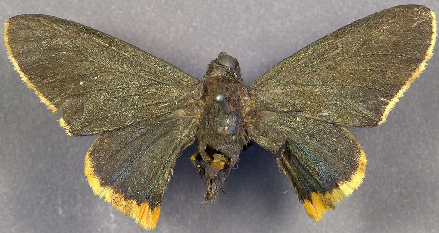 Image of <i>Apyrrothrix chalybea</i>