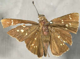 Image of Toltec Roadside-Skipper