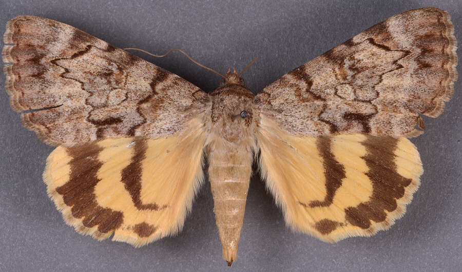 Image of <i>Catocala delilah</i> f. <i>utahensis</i> Cassino