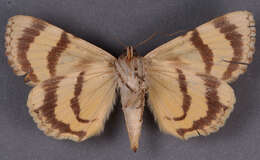 Image of <i>Catocala delilah</i> f. <i>utahensis</i> Cassino