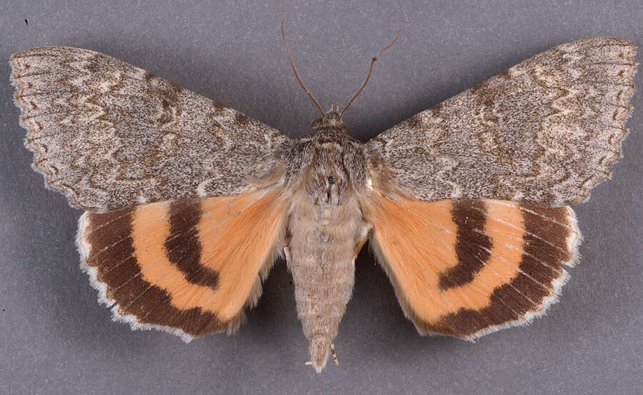 Image of <i>Catocala minerva</i>