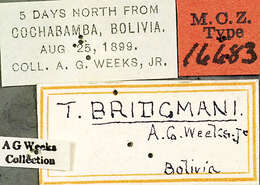 Image of Ridens bridgmani Weeks 1902