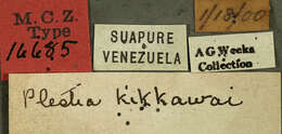 Imagem de Udranomia kikkawai Weeks 1906