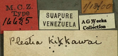 Imagem de Udranomia kikkawai Weeks 1906