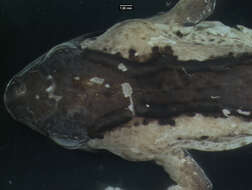 Phrynobatrachus batesii (Boulenger 1906)的圖片