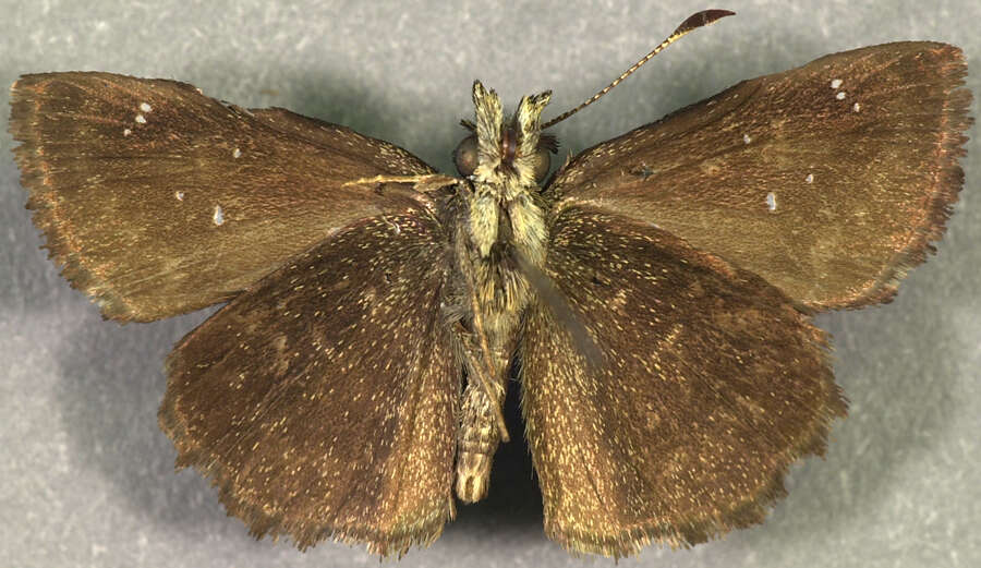 Image of <i>Staphylus ascalaphus</i>