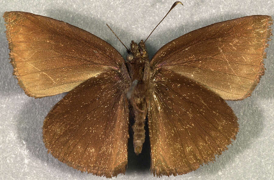 Image of Ouleus narycus Mabille 1889