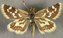 Image of Pyrgus limbata Erschoff 1877