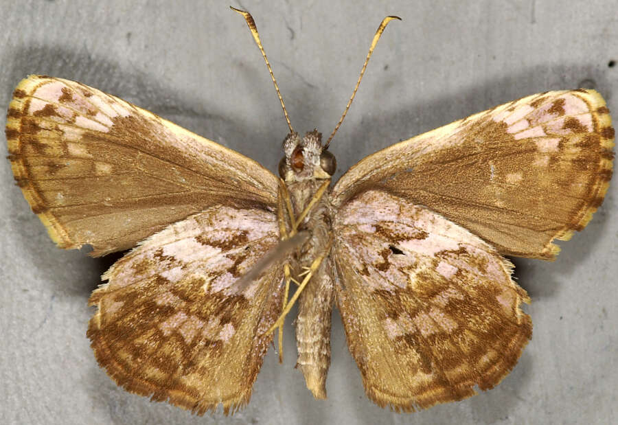 Image of Lucida lucia leopardus Weeks 1901