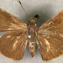 Image of <i>Remella cusillunia</i>