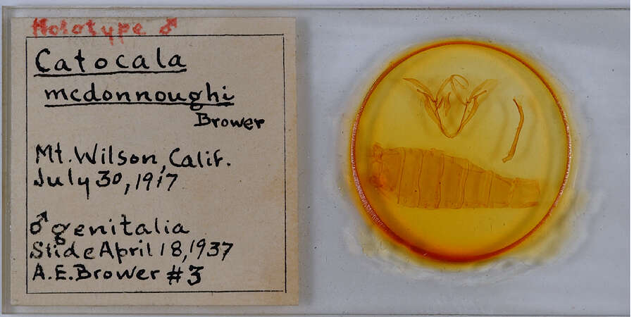 Image of Catocala mcdunnoughi Brower 1937