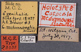 Слика од Catocala mcdunnoughi Brower 1937