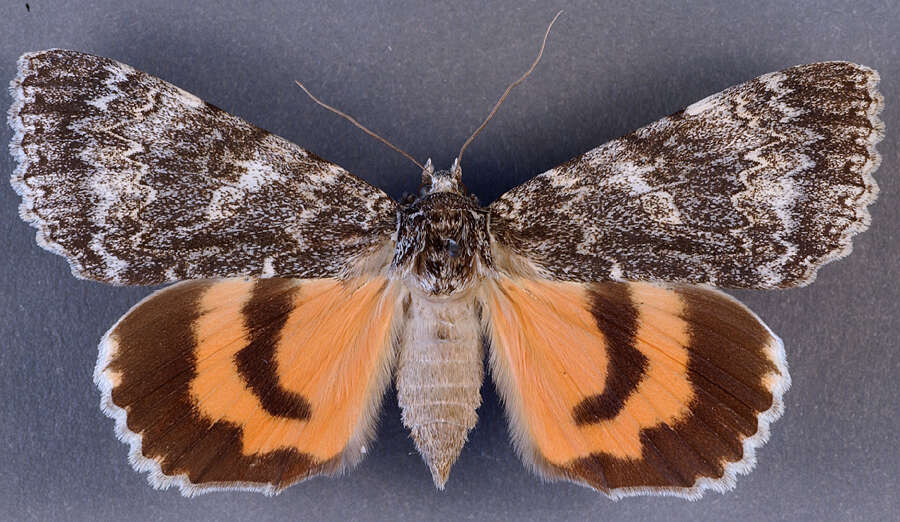 Image of <i>Catocala semirelicta hippolyta</i>