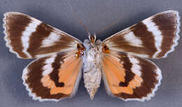 Image of <i>Catocala semirelicta hippolyta</i>