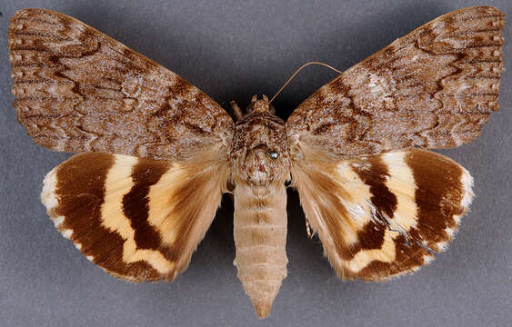 Image of Ilia Underwing