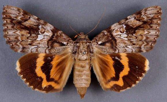 Image of Ilia Underwing