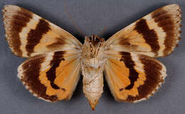 Image of Ilia Underwing