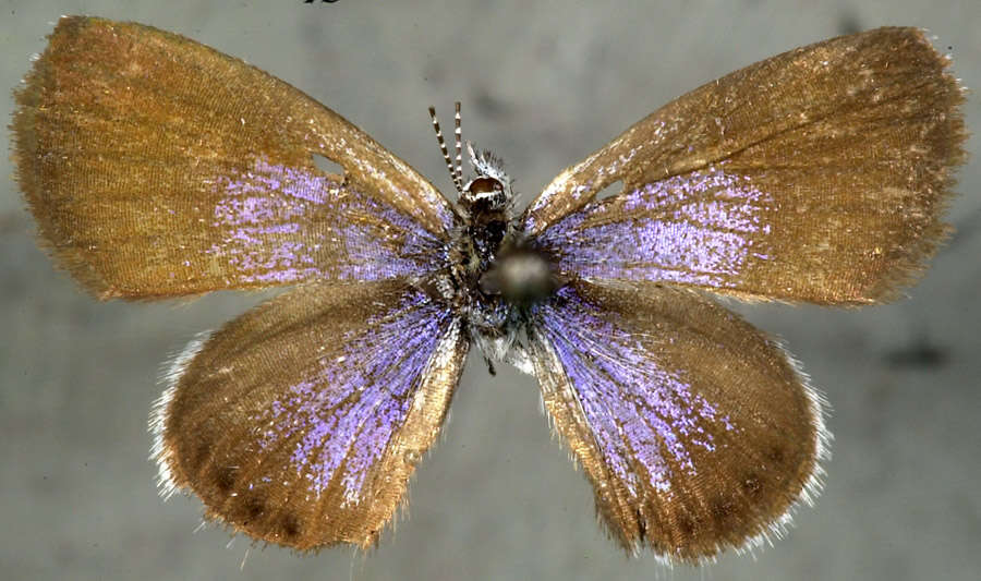 Image of Eastern Pygmy- Blue