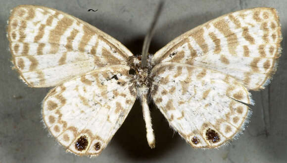 Imagem de <i>Leptotes cassius theonus</i>