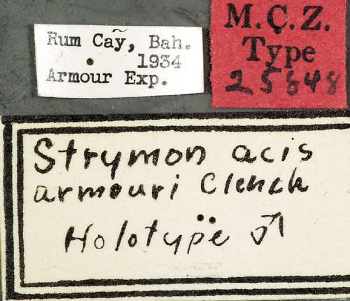 Image of Strymon acis armouri Clench (1943)