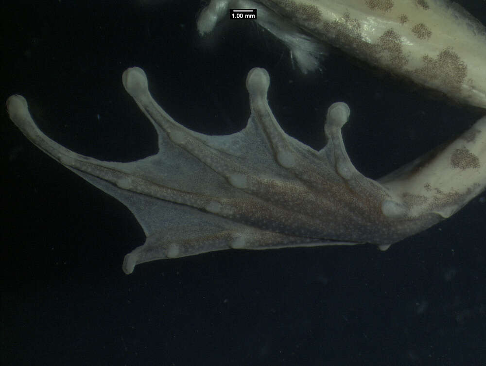 Image of Phrynobatrachus jimzimkusi Zimkus, Gvozdík & Gonwouo 2013