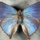 Cyanophrys acaste (Prittwitz 1865) resmi