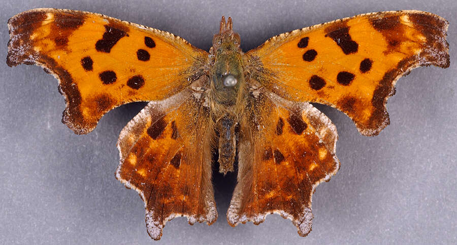 Plancia ëd Polygonia comma Harris 1852