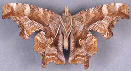 Слика од Polygonia comma Harris 1852