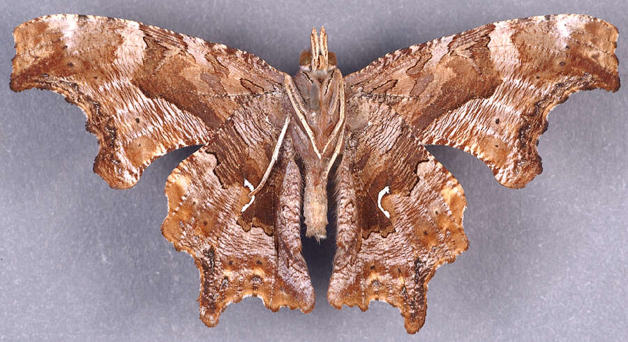 Plancia ëd Polygonia comma Harris 1852