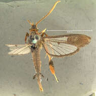 Image of Clematis Clearwing Moth