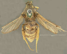 Image of Cottonwod Crown Borer