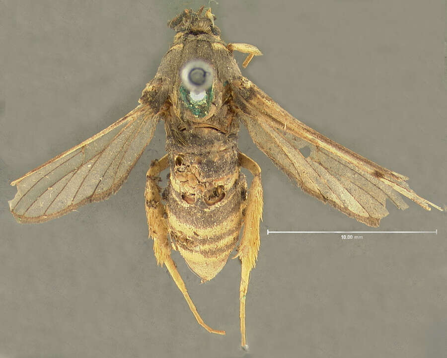 Image of Cottonwod Crown Borer