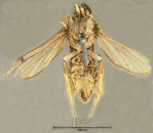 Image of Cottonwod Crown Borer